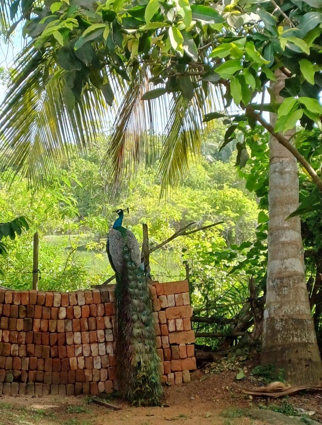Turtle Island Cabana Tangalle Eksteriør billede
